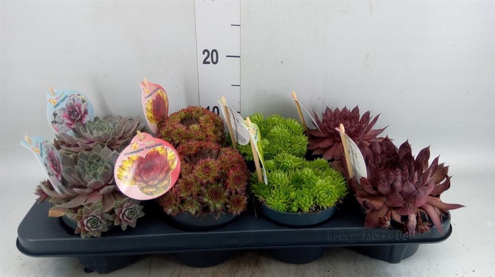 <h4>Sempervivum  'ChickCh'   ...mix</h4>
