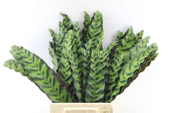 <h4>Calathea Insignis</h4>