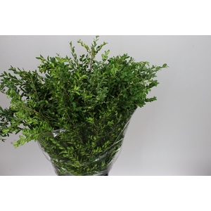 Buxus Per Bos