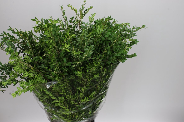 <h4>Buxus Per Bos</h4>