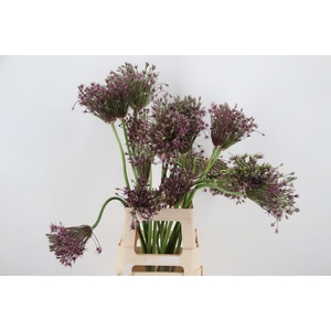 ALLIUM MERCURIUS ARTISTIC A2