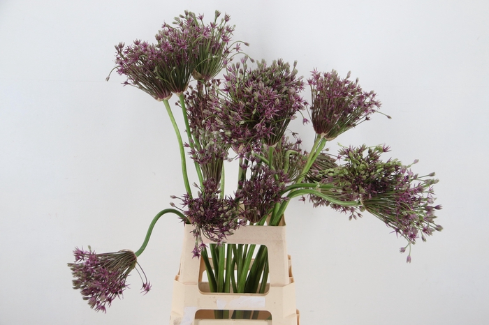 <h4>ALLIUM MERCURIUS ARTISTIC A2</h4>