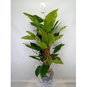 Philodendron  'Emerald Queen'