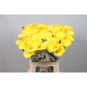 Zantedeschia gold cup