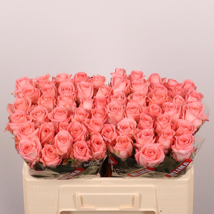 <h4>ROSA GR 'UNICORN'</h4>