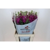 Matthiola Iron Rose