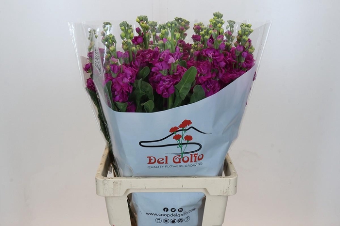 Matthiola Iron Rose