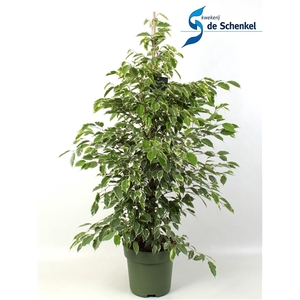 FICUS benjamina Golden King