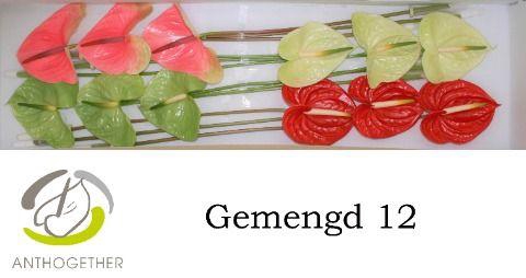 <h4>Anthurium Mix Surprise</h4>