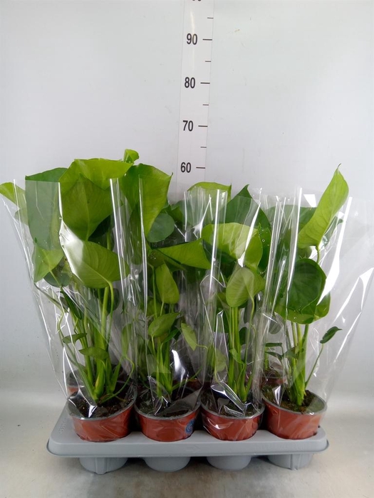 <h4>Monstera delic.</h4>