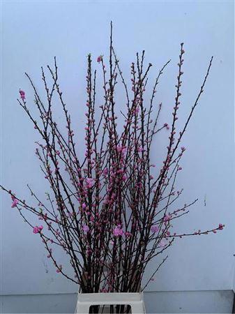 <h4>Prunus Triloba Vert</h4>