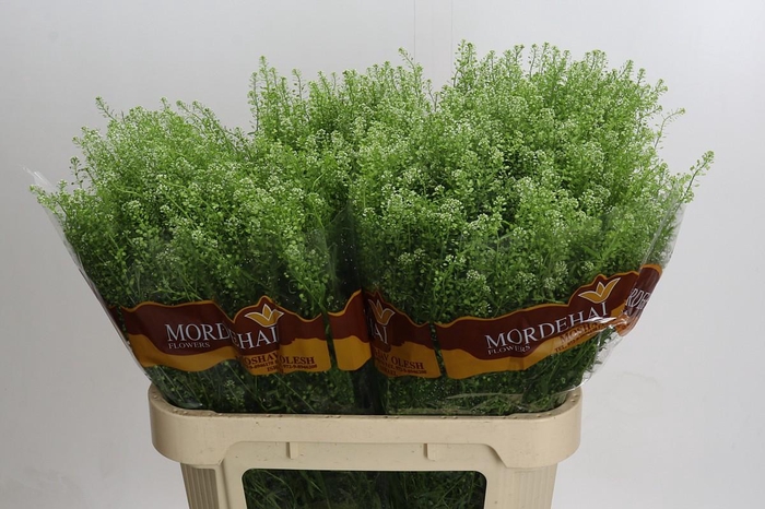 <h4>Lepidium Green Bell</h4>