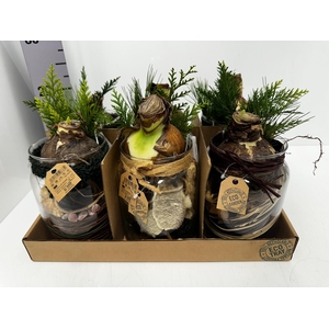 Arr. Hippeastrum 14Ø 25cm