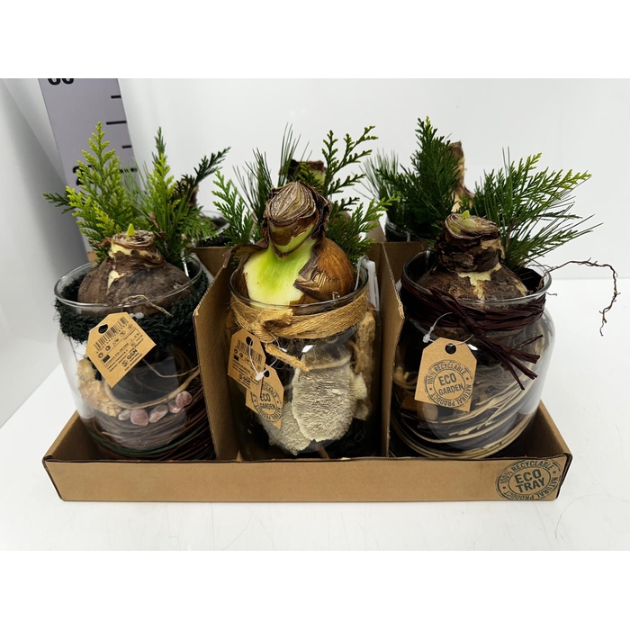 <h4>Arr. Hippeastrum 14Ø 25cm</h4>