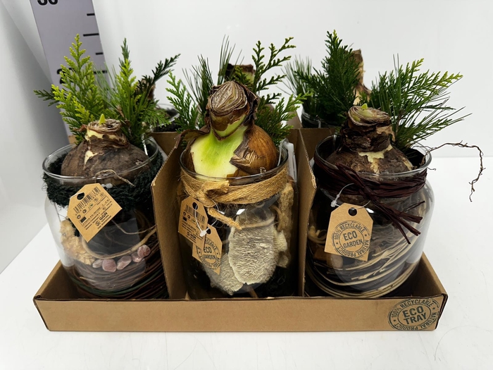 Arr. Hippeastrum 14Ø 25cm