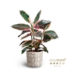 FICUS ELASTICA P20