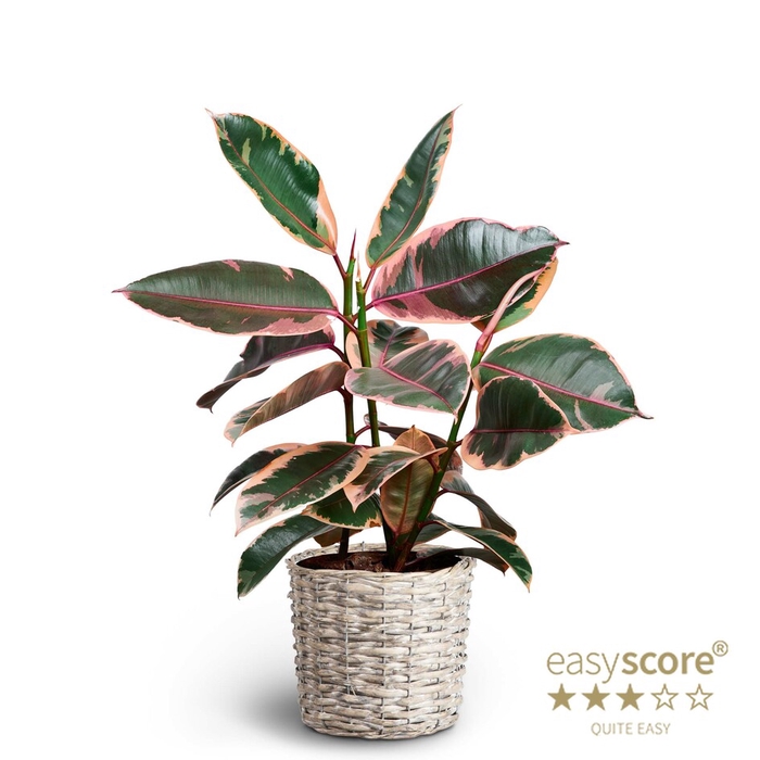 <h4>FICUS ELASTICA P20</h4>