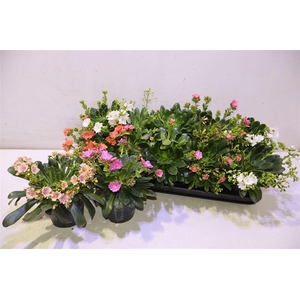 arr8 Lewi Co Happy Co Gem