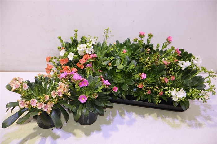 <h4>Lewi Co Happy Co Gem</h4>