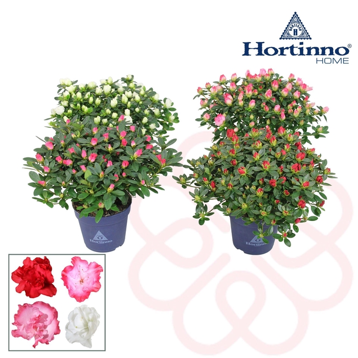 <h4>Rhododendron Hortinno Mix</h4>