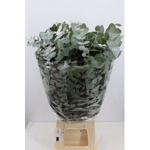 Euca Cinerea 300gr Extra P Bunch
