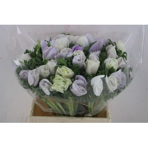 Anem Mistral Super Nebbia