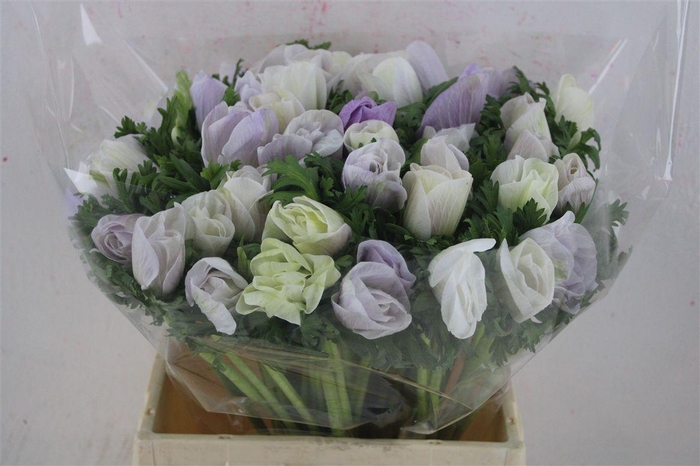 <h4>Anem Mistral Super Nebbia</h4>