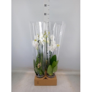 Phalaenopsis   ...white