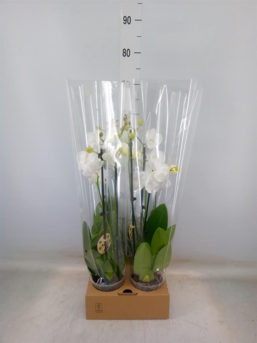 <h4>Phalaenopsis   ...white</h4>