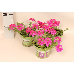 Verbena Deep Rose