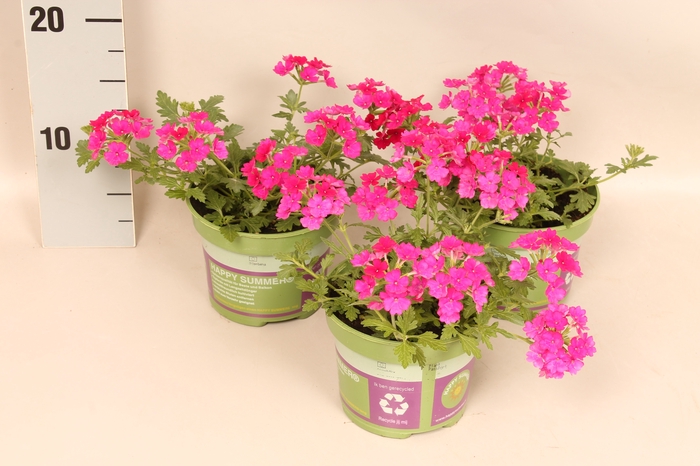 <h4>Verbena Deep Rose</h4>