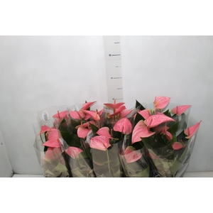 ANTHURIUM SUCCESS PINK P12