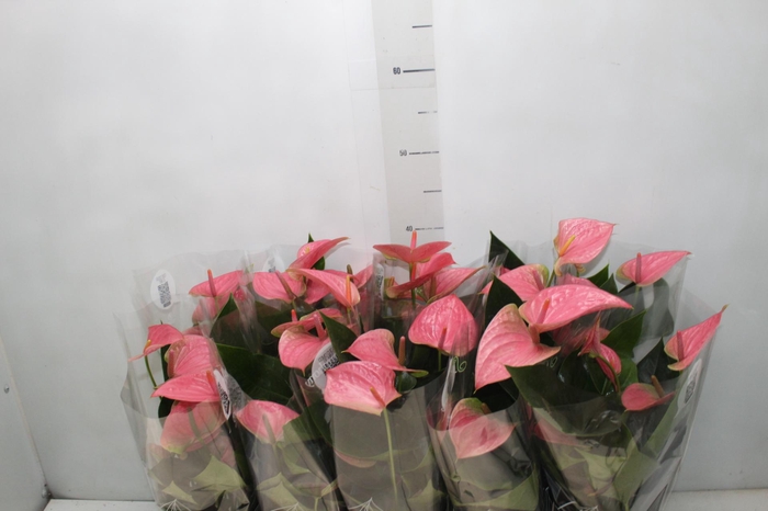 <h4>ANTHURIUM SUCCESS PINK P12</h4>