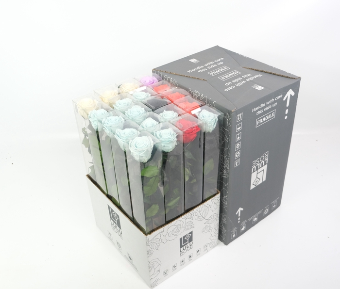 <h4>Rosa Preserved Stem 50cm zero waste mix</h4>