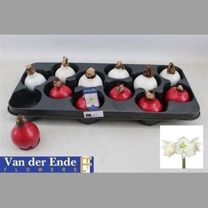 Bloembol Hipp Wax 2 Tone Mixtray