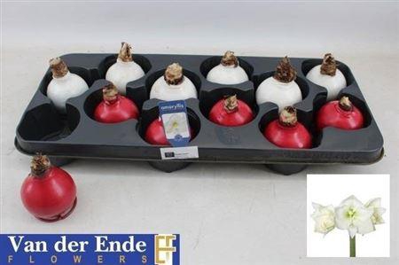 <h4>Bloembol Hipp Wax 2 Tone Mixtray</h4>