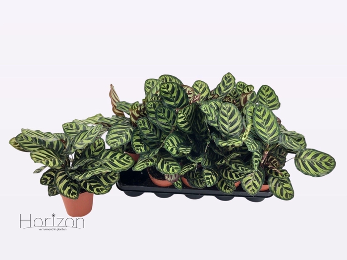 <h4>Calathea makoyana</h4>