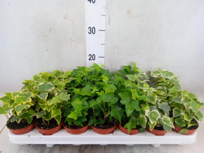 <h4>Hedera ...mix</h4>