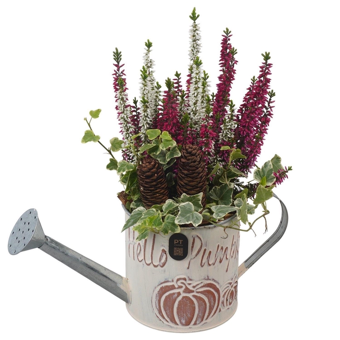 <h4>Arr.   Tuinplanten L%</h4>