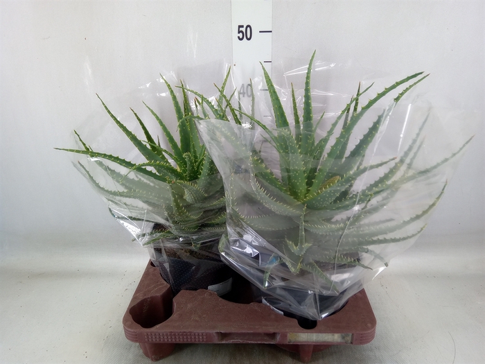 <h4>Aloe arborescens</h4>