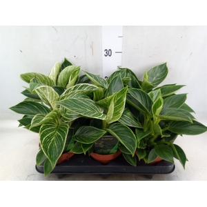 Philodendron   ...