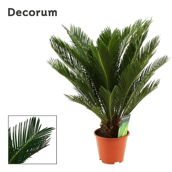 <h4>Cycas revoluta</h4>