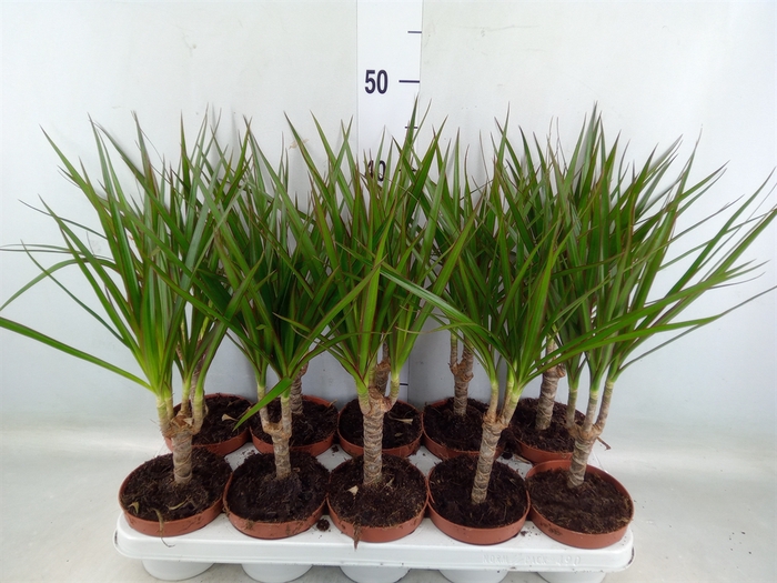 <h4>Dracaena marg.</h4>