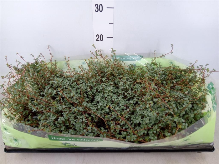 <h4>Pilea glaucophylla 'Greyzy'</h4>