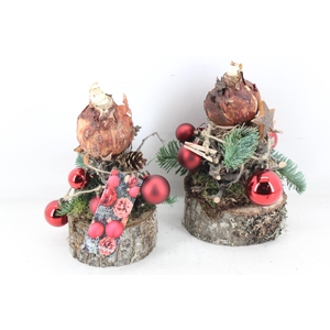 arr4 Amaryllis MB - Ama. bol op voet RED