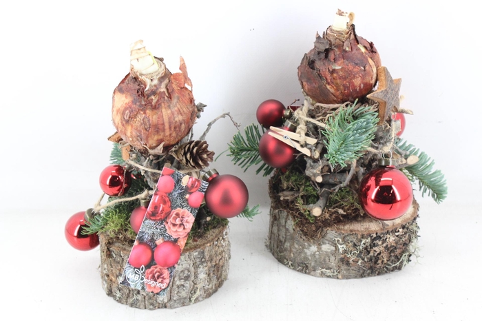 <h4>arr4 Amaryllis MB -  Ama. bol op voet RED</h4>