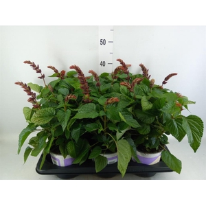 Salvia  'Salgoon Lake Flamingo'
