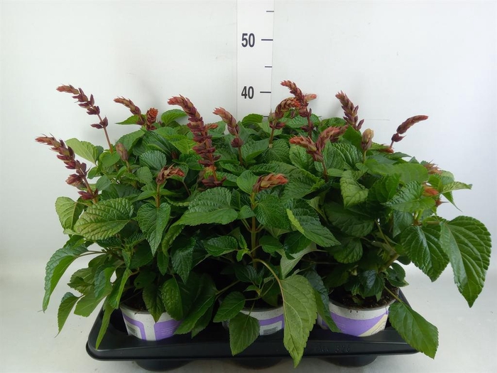 <h4>Salvia  'Salgoon Lake Flamingo'</h4>