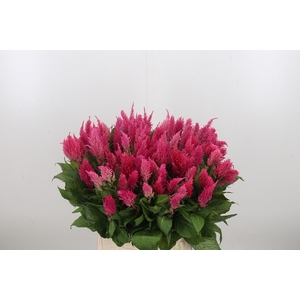 Celosia Pl. Royal Pink