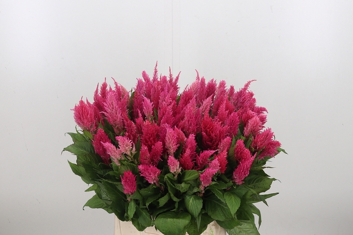 Celosia Pl. Royal Pink